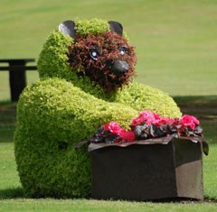 Forres in Bloom Bear